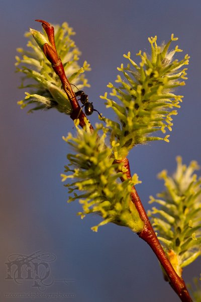 Pussy Willow Blossoms 2011 [2 of 3]