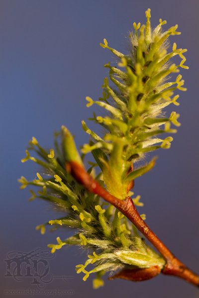 Pussy Willow Blossoms 2011 [1 of 3]