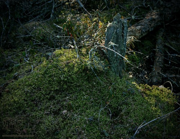 Wagner Bog Revisited