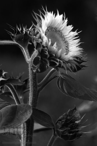 Sunflower in monochrome