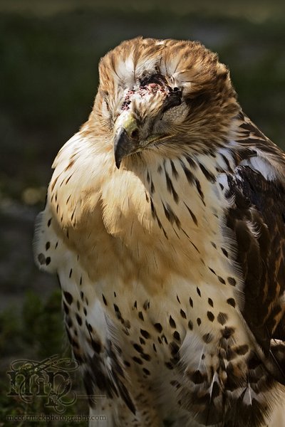 Young hawk injured by vehicle