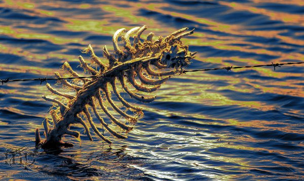 No lack of spine here