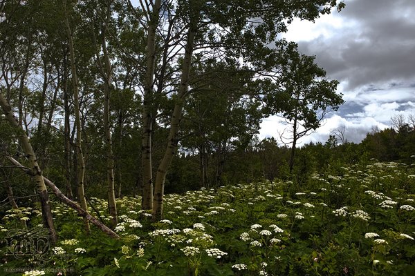 Cypress Hills 2007: Beautiful Hill Side [2 of 2]