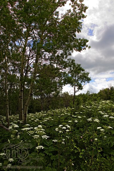 Cypress Hills 2007: Beautiful Hill Side [1 of 2]
