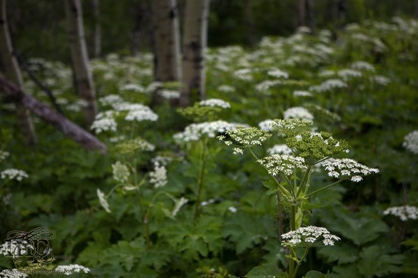 Cypress Hills 2007: Vegetation (Colour)  [3 of 3]
