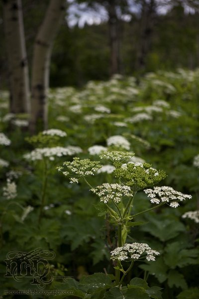 Cypress Hills 2007: Vegetation (Colour)  [2 of 3]