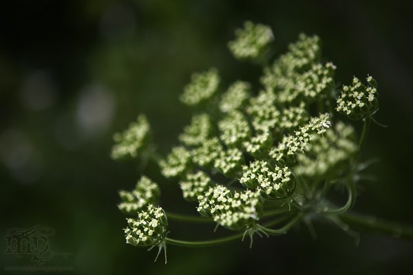 Cypress Hills 2007: Vegetation (Colour)  [1 of 3]