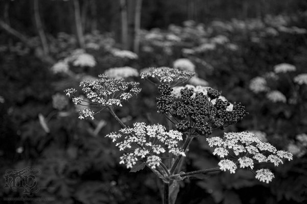 Cypress Hills 2007: Vegetation (B&W) [2 of 2]