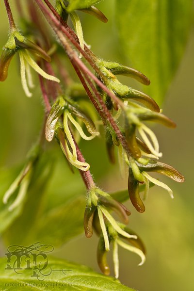 Maple tree bits closeup