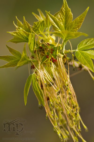 Maple Seeds, May 17, 2011 [2 of 2]