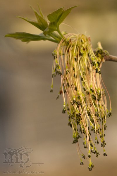 Maple Seeds, May 17, 2011 [1 of 2]