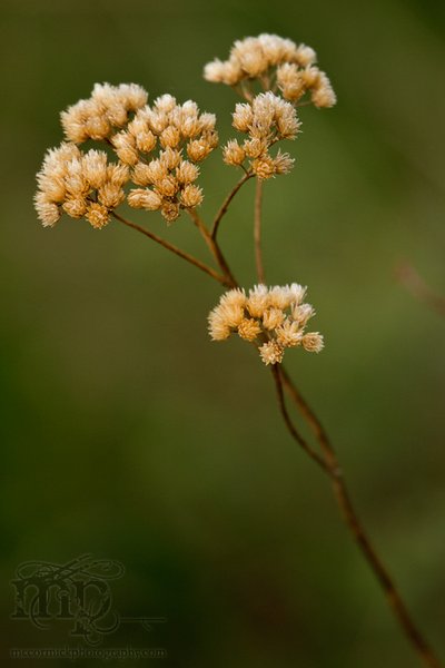 May 20th Student Photo Shoot: Weed in need