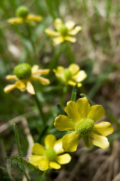 May 21 - After the shoot: Yellow something-or-others