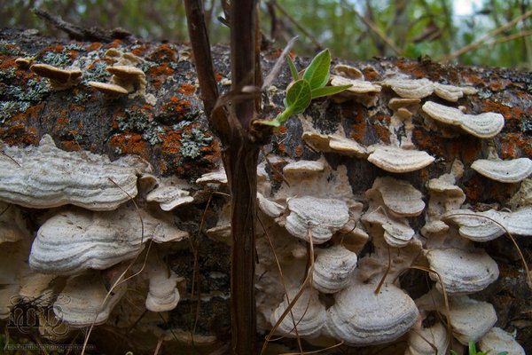 May 21 - After the shoot: Funky fungi