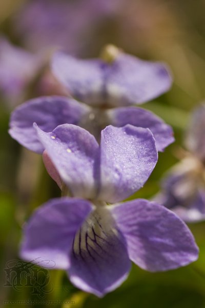 May 21 - After the shoot: Wild violets