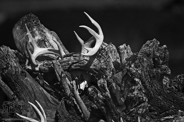 Cypress Hills 2007: Skull-pture [4 of 4]