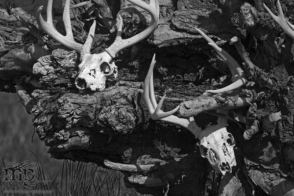 Cypress Hills 2007: Skull-pture [2 of 4]