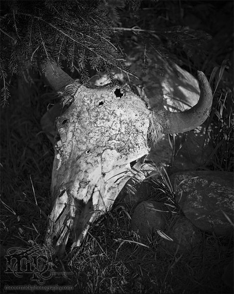 Cypress Hills 2007: Skull in flowerbed