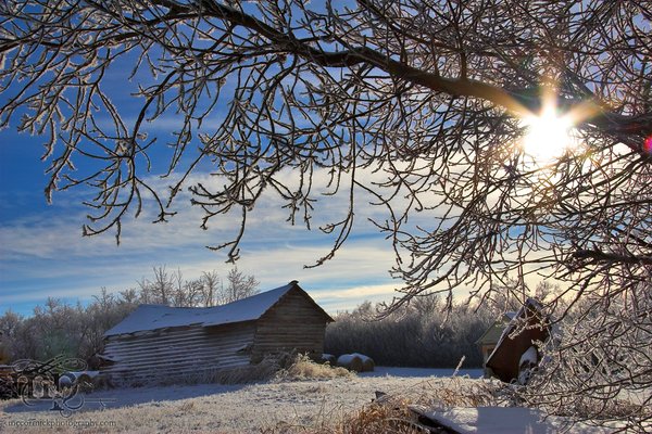 Jan 02, 2006: Chicken coop in the afternoon sun
