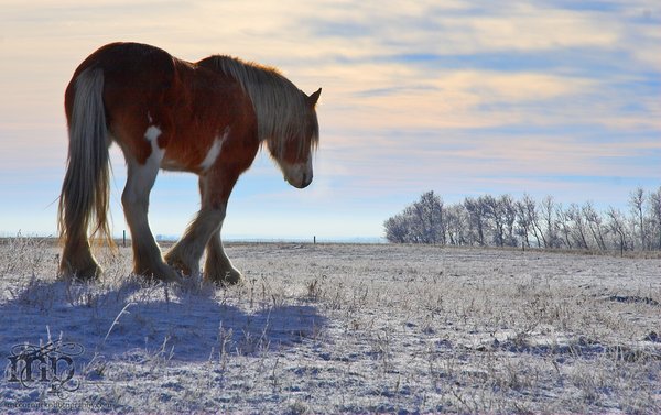 Gidget out for a winter stroll