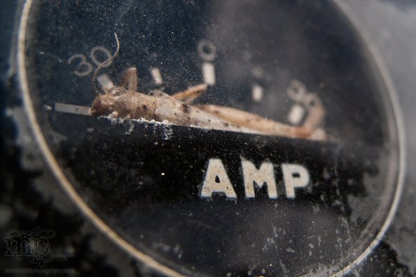 Cockshutt 540: AMPed up grasshopper
