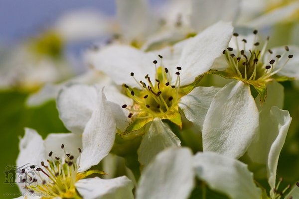Pear blossoms 2011 [3 of 3]