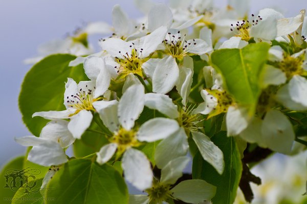 Pear blossoms 2011 [2 of 3]