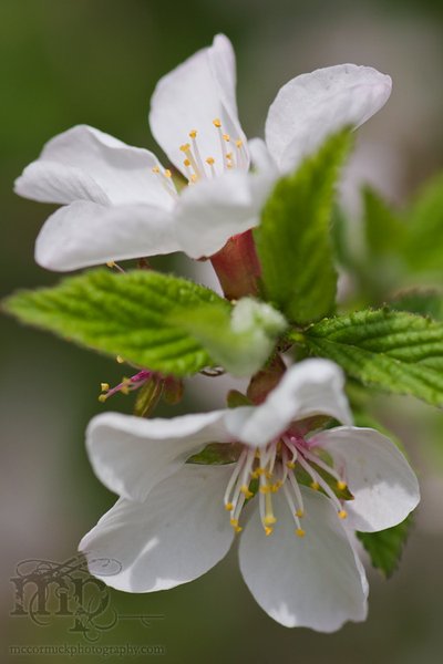 Nanking cherry blossoms [1 of 2]