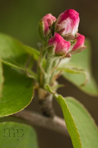 Just beginning to unfurl [2 of 3]