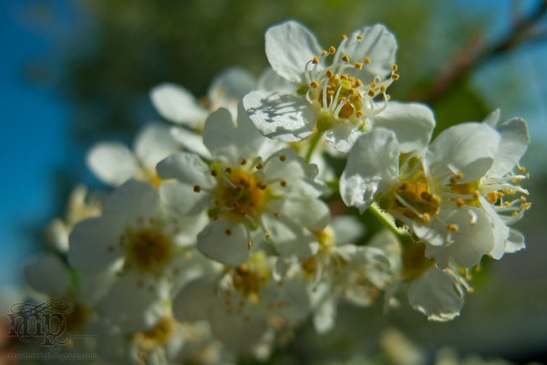 Mayflower blossoms [2 of 2]