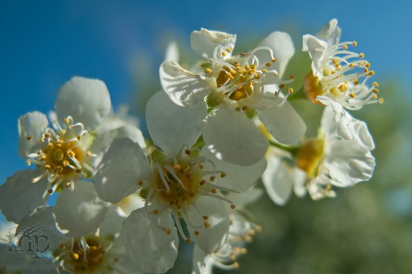 Mayflower blossoms [1 of 2]