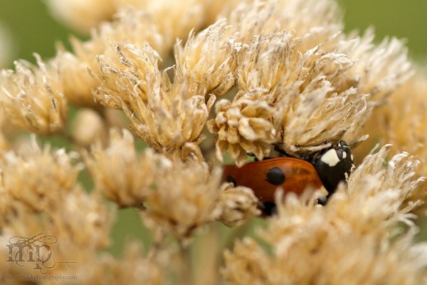 Ladybug Hiding [2 of 2]