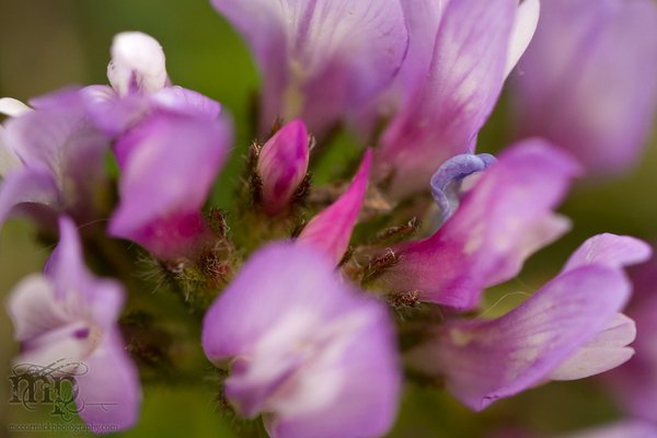 20110606-095655-7D-IMG_4965