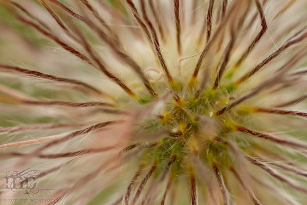 Crocus after shock