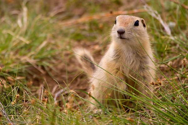 2011-06-06: Gopher(s) [5 of 5]