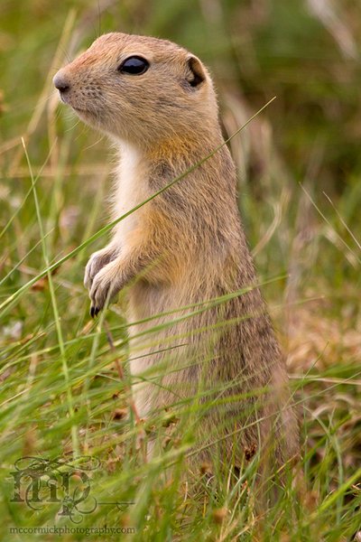22011-06-06: Gopher(s) [4 of 5]