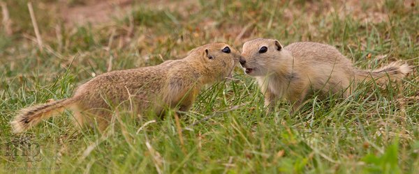 2011-06-06: Gopher(s) [3 of 5]