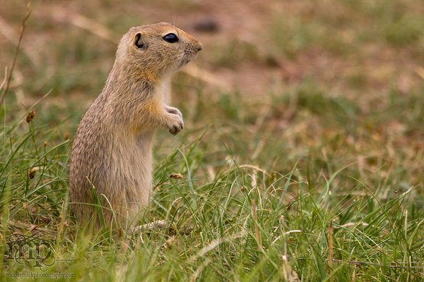 2011-06-06: Gopher(s) [2 of 5]