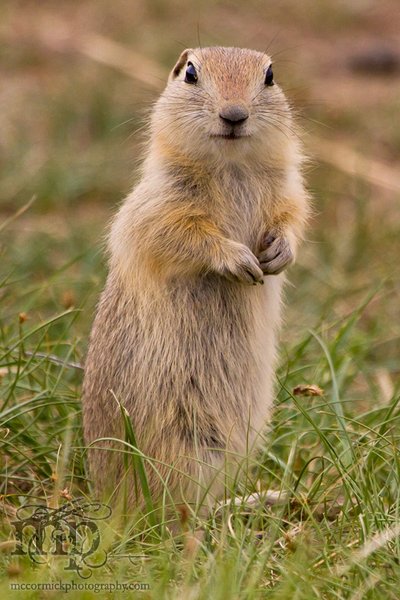 2011-06-06: Gopher(s) [1 of 5]