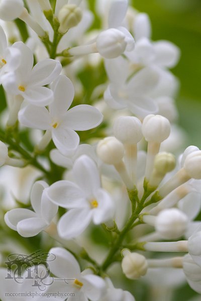 Lilacs 2011 [8 of 8]
