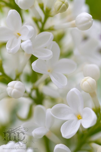 Lilacs 2011 [7 of 8]