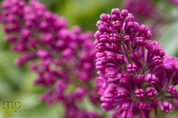 Lilacs 2011 [6 of 8]