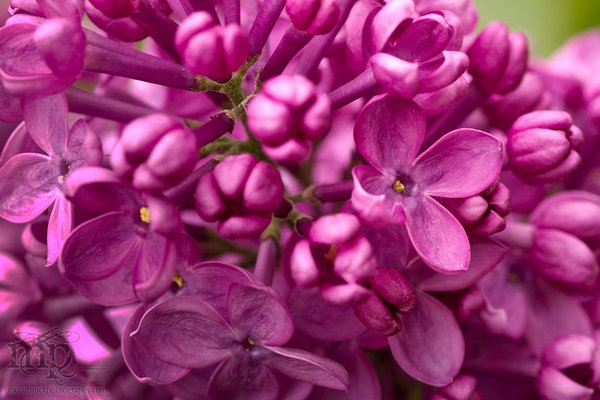 Lilacs 2011 [4 of 8]