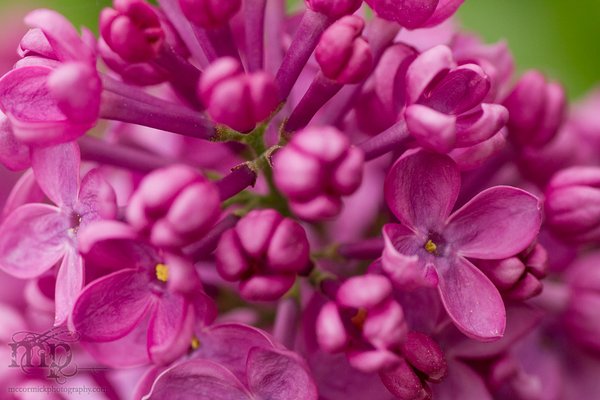 Lilacs 2011 [3 of 8]