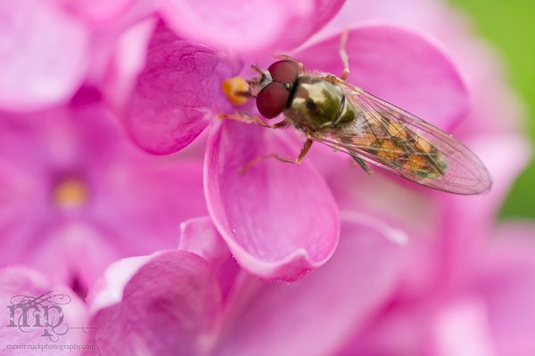 Hoverfly grabbin' some eats.