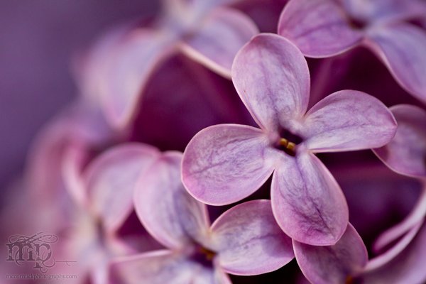 Lilacs in the kitchen [9 of 9]