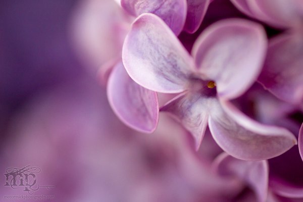 Lilacs in the kitchen [8 of 9]