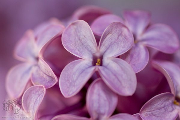 Lilacs in the kitchen [7 of 9]