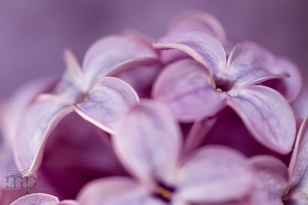 Lilacs in the kitchen [6 of 9]