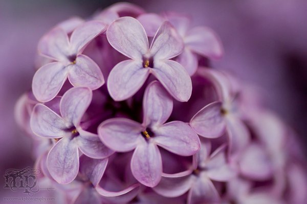 Lilacs in the kitchen [5 of 9]